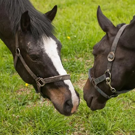 Noce I Dnie Feriepark Postołowo