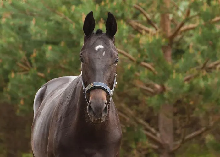 منتزه العطل Noce I Dnie Postołowo