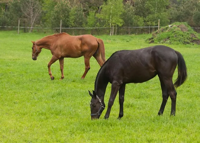 Noce I Dnie 3* Postołowo